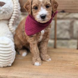 Ross - Red  male Goldendoodle puppy in Leander, Texas from Doodle Doula