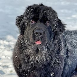 Newfoundlands and Wire Fox Terriers from Schlagel Pups