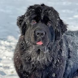 Newfoundlands and Wire Fox Terriers from Schlagel Pups