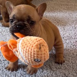 Tucker - Fawn and white male French Bulldog puppy in Madison, Wisconsin from MadCity Frenchies