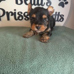 Dexx - Black and tan male Yorkshire Terrier puppy in Clermont, Florida from Bella's Prissy Butts