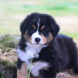Miniature American Shepherd Puppies from Casita Miniature American Shepherds