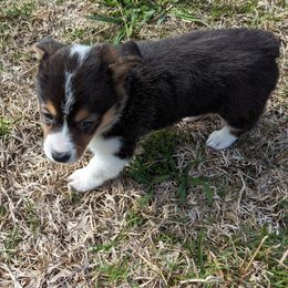 Maple - Black and tan Pembroke Welsh Corgi puppy in Texas from Disco Corgis