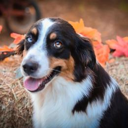 Dixie - Black tri-color female Australian Shepherd puppy in Silex, Missouri from Small Town Australian Shepherds