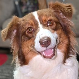 QUINN - Australian Shepherd