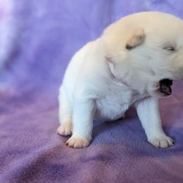 Pomsky Puppies from Valparaiso Pomskys
