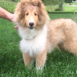 Shetland Sheepdog Puppies from Keeara’s Shetland Sheepdogs