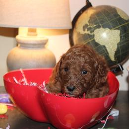 Bright green - Red  female Poodle puppy in Summit, Mississippi from poodles and doodles llc