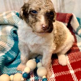 Willow - Brown merle female Aussiedoodle puppy in Taylor, Missouri from Pawsitively Doodles