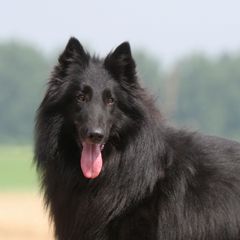 Belgian Sheepdogs, Belgian Tervuren, and Dutch Shepherds from Century Hills Farm
