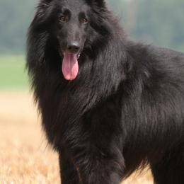 Belgian Sheepdogs, Belgian Tervuren, and Dutch Shepherds from Century Hills Farm