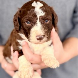 Cedar - White and red male Bordoodle puppy in Eastman, Georgia from Dood B Ranch