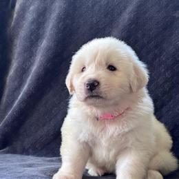 Kanga - White female Great Pyrenees puppy in Murfreesboro, Tennessee from Storybook Tails Farm