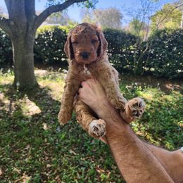 Goldendoodle Puppies from Evergrace Farm Doodles