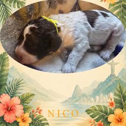 Boy 2 - male Lagotto Romagnolo puppy in Salida, California from Harper's Lagotti