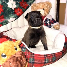 Gray Collar - Mahogany male Belgian Malinois puppy in Trenton, Georgia from Laeknir K9