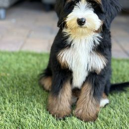 Hitch - Bernedoodle