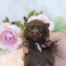 AKC Chip - Chocolate male Pomeranian puppy in Sacramento, California from My Precious Poms