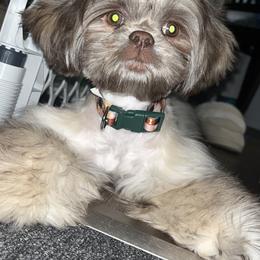 Boxer and Shih Tzu Puppies from Super City Kennels