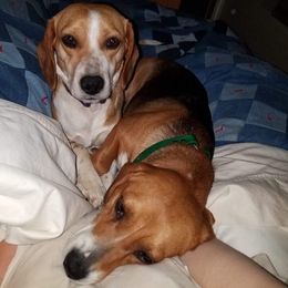 Beagle All Grown Up from Hamptons Ridge Beagles