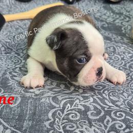 Penne - Black brindle and white female Boston Terrier puppy in Griffin, Georgia from Celtic Performance Bostons