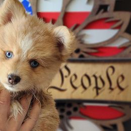 Eevee - Merle Pomsky puppy in Sumter, South Carolina from Emerald Skies Pomskies