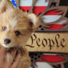 Eevee - Merle Pomsky puppy in Sumter, South Carolina from Emerald Skies Pomskies