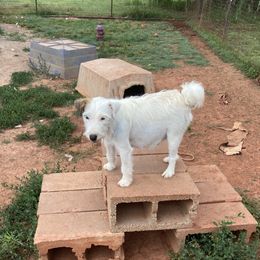 Scout - Parson Russell Terrier
