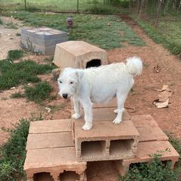 Scout - Parson Russell Terrier