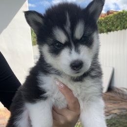 Siberian Huskies from Siberian Husky Wolly