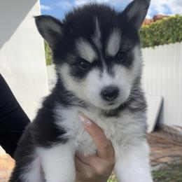 Siberian Huskies from Siberian Husky Wolly