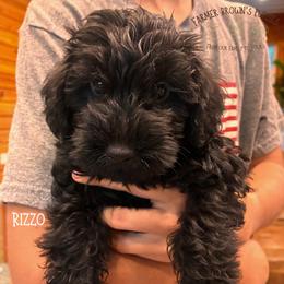 Rizzo - Black male Schnoodle puppy in Sedalia, Missouri from Farmer Brown's Puppies