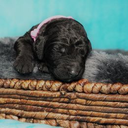 Goldendoodle Puppies from Warren Doodles