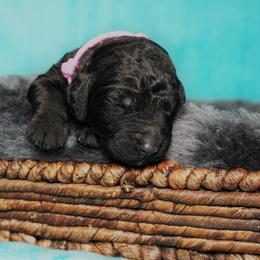 Goldendoodle Puppies from Warren Doodles