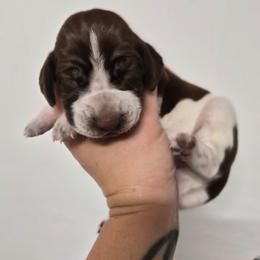 Jefferson - White and chestnut male Bracco Italiano puppy in Silver Summit, Utah from Snow Peak Kennel