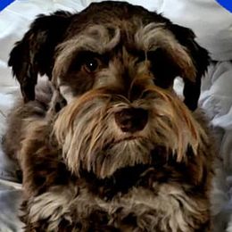 Miniature Schnauzers from Sultan's Schnauzers
