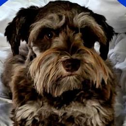 Miniature Schnauzers from Sultan's Schnauzers