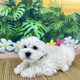 Minnie - White female Miniature Schnauzer puppy in Sylvania, Georgia from Southern Sky Miniature Schnauzers