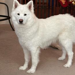 Raynee - Samoyed