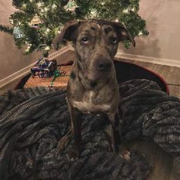 Catahoula Leopard Dog All Grown Up from Kassie's Catahoulas
