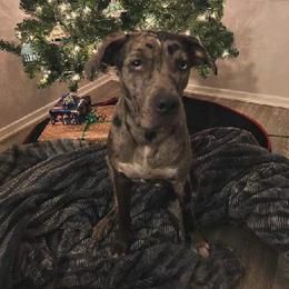 Catahoula Leopard Dog All Grown Up from Kassie's Catahoulas