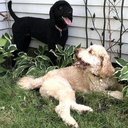 Goldendoodles and Poodles from SnoogleDoodles
