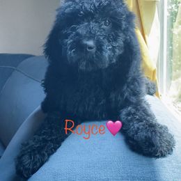 Aussiedoodle Puppies from Shawna Rosario