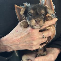 Puppy 6 - Chocolate and tan female Yorkshire Terrier puppy in Elizabeth, Indiana from Dwayne’s Yorkshire Terriers