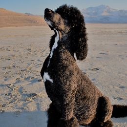Maxine - Poodle