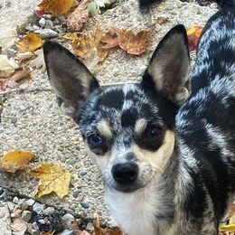 Skeeter - Chihuahua