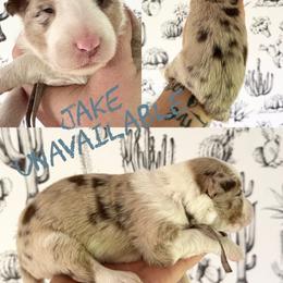 Jake - Red merle male Border Collie puppy in Sanger, California from Flying M Cactus Ranch Buddies
