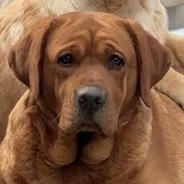 Arizona - Labrador Retriever