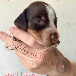Godiva - Piebald female Dachshund puppy in South Fulton, Tennessee from Stiles' Heartfyre Dachshunds