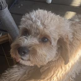 Cavapoos from Honey & Lemon Royalty